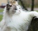 猫の神様タロットに聞きます 陽だまりみたいに優しく時には鋭く♡ 猫の神様からの伝言 イメージ3