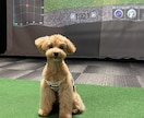 悩みを動画添削レッスンで解決します どのように練習したらうまくいくようになるのかをレッスンします イメージ2