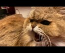 ネコのお話ししませんか？猫トークで盛り上げます 愛ネコYouTuber！猫たちの成長記録や難病克服日記配信 イメージ5