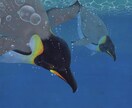動物のイラストを制作ます 主にアナログで用途自由の動物イラストを制作します。 イメージ3