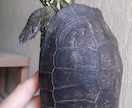 爬虫類、両生類、昆虫等 飼育初心者の相談に乗ります 爬虫類,両生類、昆虫、奇蟲の飼育など、飼育歴30年以上です。 イメージ3