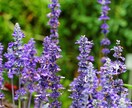 今のあなたに必要なエッセンシャルオイルを分析します ◆植物の力で潜在意識を整える◆ イメージ3