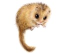 リアルな動物イラスト描きます ペットやお客様の好きな動物をお描きします。 イメージ1