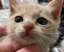 なんでも出来ませんが、なんでも出来ます ゆずぽん酢0428がそっと寄り添います。 イメージ1