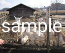 動物写真(ヤギ特集)を提供します ヤギたちの可愛くて癒される写真です♪ イメージ2