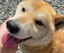 低い声でゆっくりと落ち着いた雰囲気で話します 低い声の女性が好きな方へナレーションをお届けします イメージ1