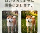 写真から虹の橋のあの子と再会する動画を作ります 1枚の写真から亡き最愛のペットの面影が蘇る動画を制作します。 イメージ2