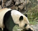 動物園の写真　【先着5名】　5→10枚提供します 商用利用OK！掲載写真全て、各種画像・動画に使えます！ イメージ6