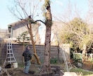 植木・お庭のご相談にお答え致します 庭木・お庭のことのご相談所(^^) イメージ1