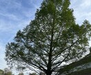 あなたのモヤモヤした気持ち、ちょっとスッキリします 生きずらい今を生きる貴方の悩み、思う存分話して欲しい イメージ4