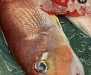 魚介類の目利き、美味しく調理するポイント教えます 魚屋で働き魚介専門店で働いた経験を基に的確なアドバイスを❗️ イメージ2