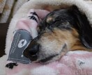老犬介護の相談にのります 老犬介護でお悩みの方へ、お話聞かせてください イメージ1
