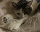 アニマルコミニュケーション&遠隔ヒーリングします ♥️亡くなられた方もOKです♪ワン猫✨ヒーリング♥️⚛️ イメージ6