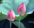 密教・尼僧が悩み苦しみの解決のお手伝いをします！ イメージ1