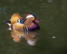 野鳥写真初心者の方へ、飛翔中の撮影を含めた野鳥撮影のテクニックをお教えします。 イメージ3