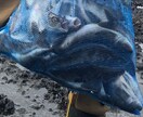 積丹半島沿岸のホッケ　カレイ釣り方アドバイスします 春の積丹は魚が湧いています。積丹の釣りは春が一番のチャンス！ イメージ3