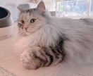 大型犬と猫の飼い主。飼い方やお手入れ相談乗ります アラスカンマラミュートのしおむすび♡愛犬愛猫のお悩み相談室 イメージ8