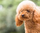 わんこの心、ニャンコの心をよみます ペットとあなたの絆を深める鑑定〜ペットリーディング〜 イメージ1