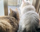 動物に関するインタビューします 動物の飼育に関するインタビュー イメージ1