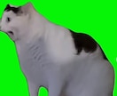 猫ミームの動画を作ります あなたの面白い体験談を猫ミームに編集します イメージ1