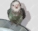 手軽な値段で高クオリティなイラストを制作します ペットにキャラクター、人物も！ イメージ1