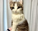 ペットロスに。羊毛フェルトで猫や犬を作ります 大切な思い出を羊毛フェルトのぬいぐるみにして残しませんか？ イメージ8