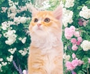 猫や犬などの画像をふわふわのまま透過加工します ペットの写真を透過し合成やオリジナルグッズに利用できます イメージ7