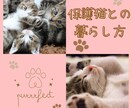 保護猫についてボランティア歴7年の私が教えます 保護猫を飼いたい✨ボランティアをしたい✨疑問にお答えします！ イメージ1