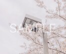 春の撮影　桜の写真素材10枚を提供します 色々な用途で使用できる素材写真をご提供します。 イメージ2