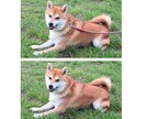 写真の映り込み・不要物を削除します ラインスタンプにも是非！愛犬のリードなど削除できます イメージ1