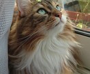 猫写メ提供します ノルウェージャンルフォレストキャット イメージ1