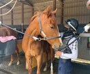 馬に関する事ならなんでも完全個別指導致します 1年間厩務員、2年間育成牧場、父は現役ジョッキー、母は調教師 イメージ1