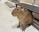 花梨が楽しくお話を聞きます 雑談、推し活など世間話をしましょう！花梨はお話大好きです。 イメージ3