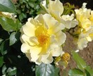 今のあなたの魅力を伝えるお花をお選びします 魅力を表すお花＆高次元のメッセージ＆未来を変えるセッション イメージ1