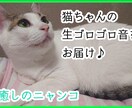 猫ちゃんのゴロゴロ生音をお聞かせします 猫ちゃん大好き、ゴロゴロ音をリアルライブで聴きたい方！ イメージ1