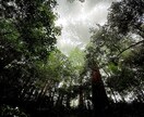 上級古神道・ナオル秘功を伝授します 高天原のエネルギーを使ったヒーリング技です イメージ4