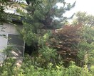 空き家の庭掃除！除草、庭木の剪定します 実家が！転勤で持ち家が！苦情が！を解決します。 イメージ1