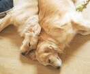 愛犬のこと何でも相談にのります 動物病院で6年間働いた愛玩動物看護が全力でサポートします！ イメージ2