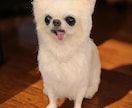 大切な愛犬さんをお作りします うちのコ羊毛フェルトワンコオーダー イメージ6