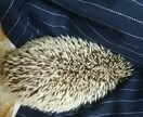 ハリネズミ等ペットの飼育相談承ります 色んな疑問や相談に答えられたらと思いますm(_ _)m イメージ1