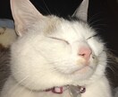 ちょこっとでもなんでも話し相手になります とにかく誰かとお話ししたい！お話し相手になります！ イメージ1