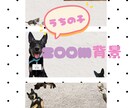 会議も一緒♡うちの子zoom背景お作ります 大好きなうちの子とお仕事も一緒に♡ イメージ1