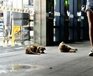 元極妻待ち人、癌経験ありお話お聞きします 待ち人、病気、恋愛、ペットロス イメージ4