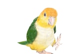 ペット(鳥)のイラスト描きます ✩お気に入りの写真をイラスト化してダウンロードデータに♪ イメージ8