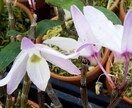 セッコク・風蘭のお悩み解決のお手伝いいたします 植物がもっと好きになる、育てるワクワクもお届けします イメージ2