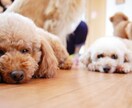 あなたに合ったおすすめ犬種を選びます ドッグライフカウンセラーがお手伝いU^ェ^U イメージ1