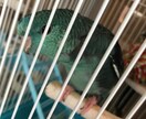 インコを初めて飼う方！雛を初めて飼う方！教えます 初めてインコを飼う方や初めて雛を飼う方必見！ イメージ1