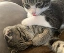 子猫のゴロゴロ音差し上げます 二匹の猫のうち一匹、または二匹のゴロゴロ音を差し上げます！ イメージ1