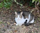 TNR・捕獲のやり方をお伝えします 安全に無理なく進めるための捕獲・TNRのコツをお伝えします イメージ2