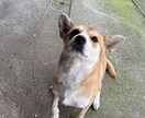 ダウン症の子を育てる先輩ママが1対1でお話を聞ます 同じ立場だから話せることがありますアドバイスよりまず聴きます イメージ4